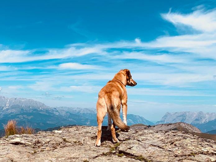 Hund auf Felsen beim Wandern mit Hund in den Bergen
