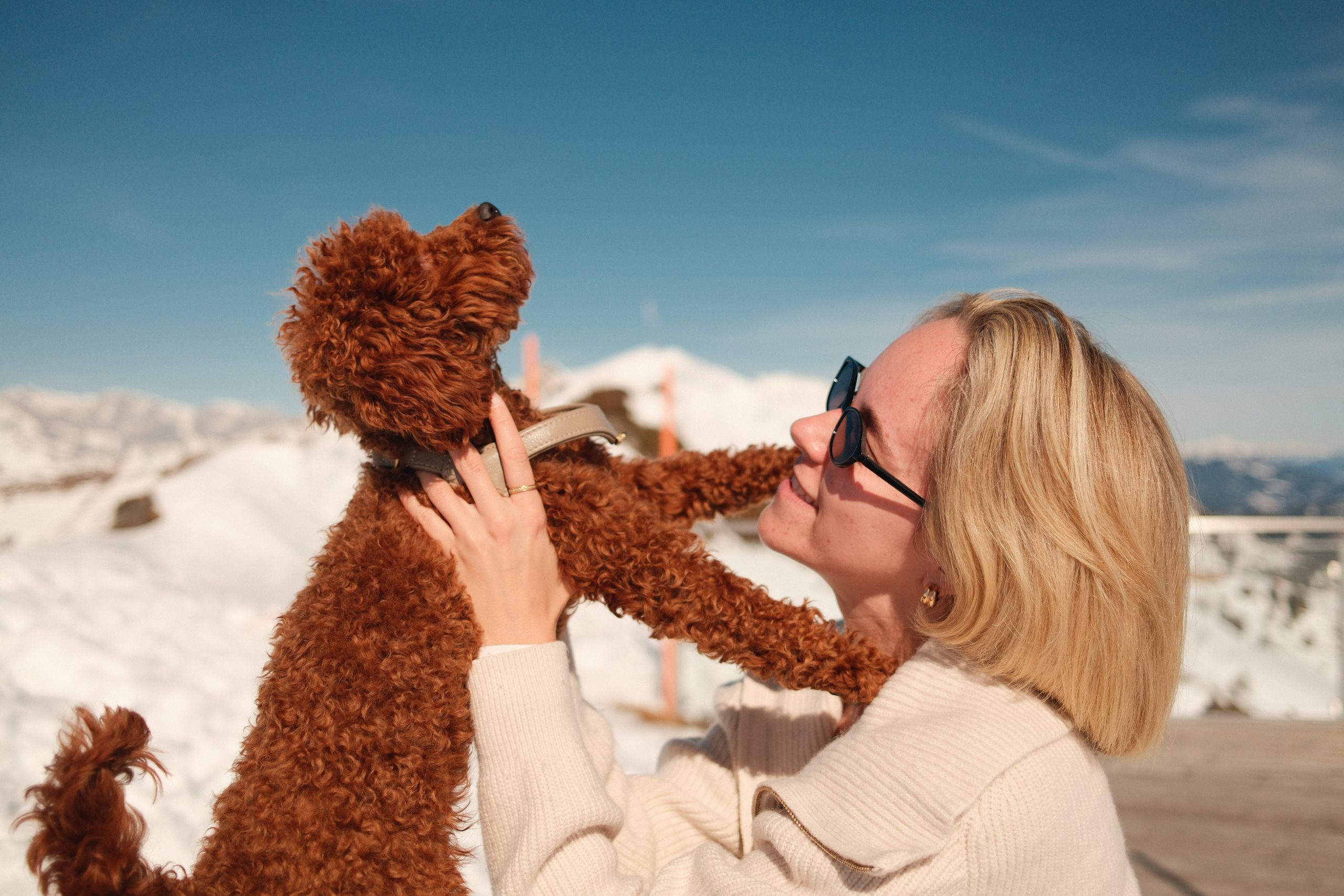 Hund Berg Winter